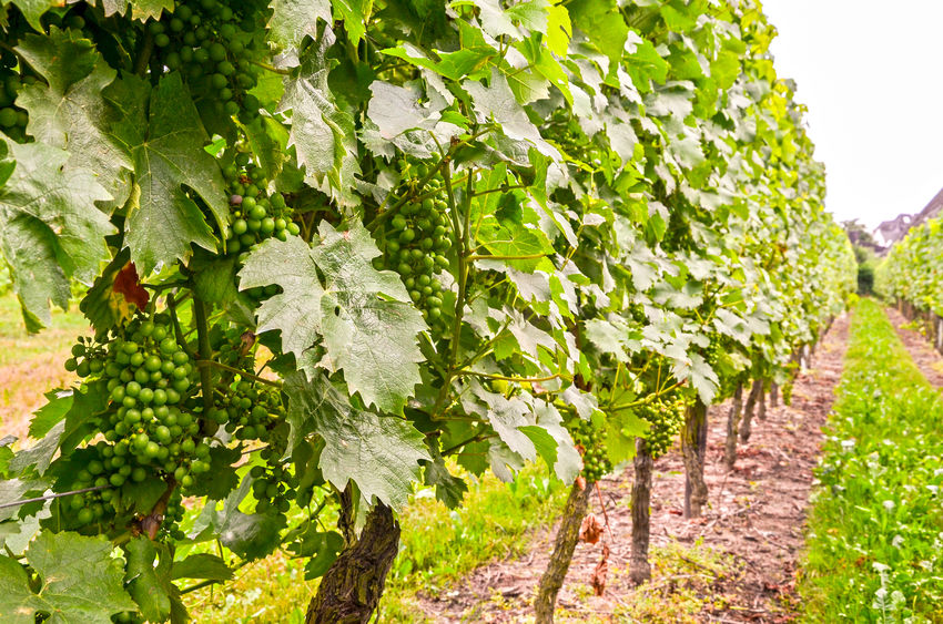 Chapel Down Vineyards